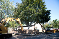 Hoffman Tree Relocation 10-14